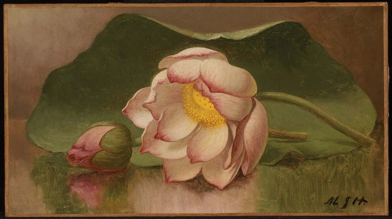 Lotusblomma - Martin Johnson Heade