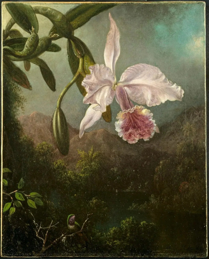 Orkidéblommor - Martin Johnson Heade