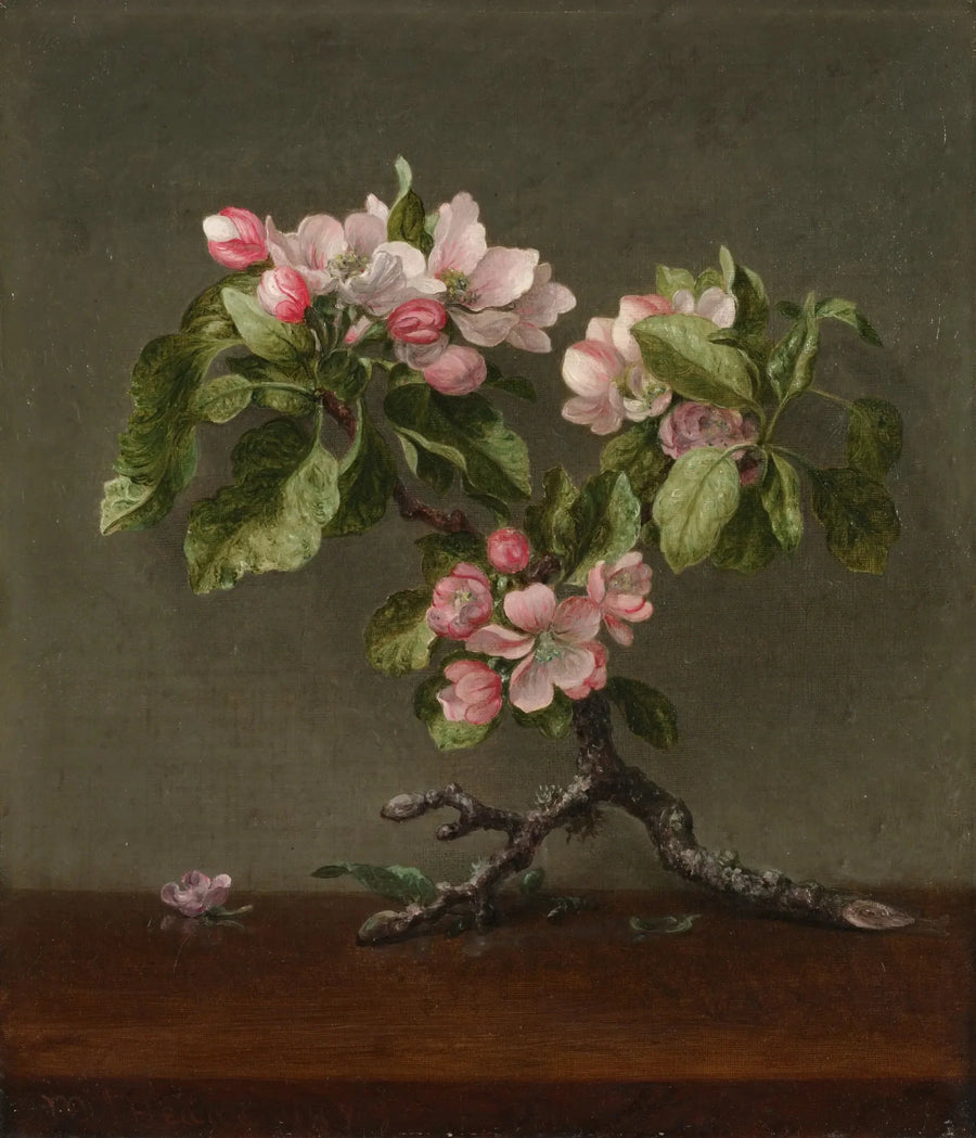 Äppelblommor - Martin Johnson Heade