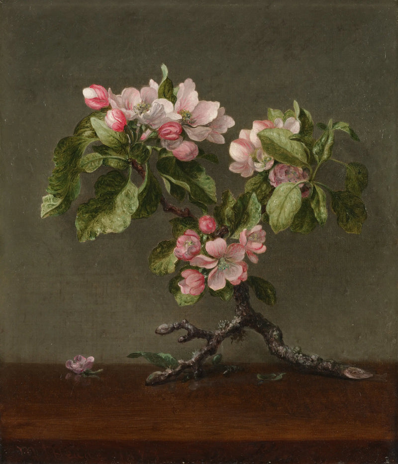 Äppelblommor - Martin Johnson Heade