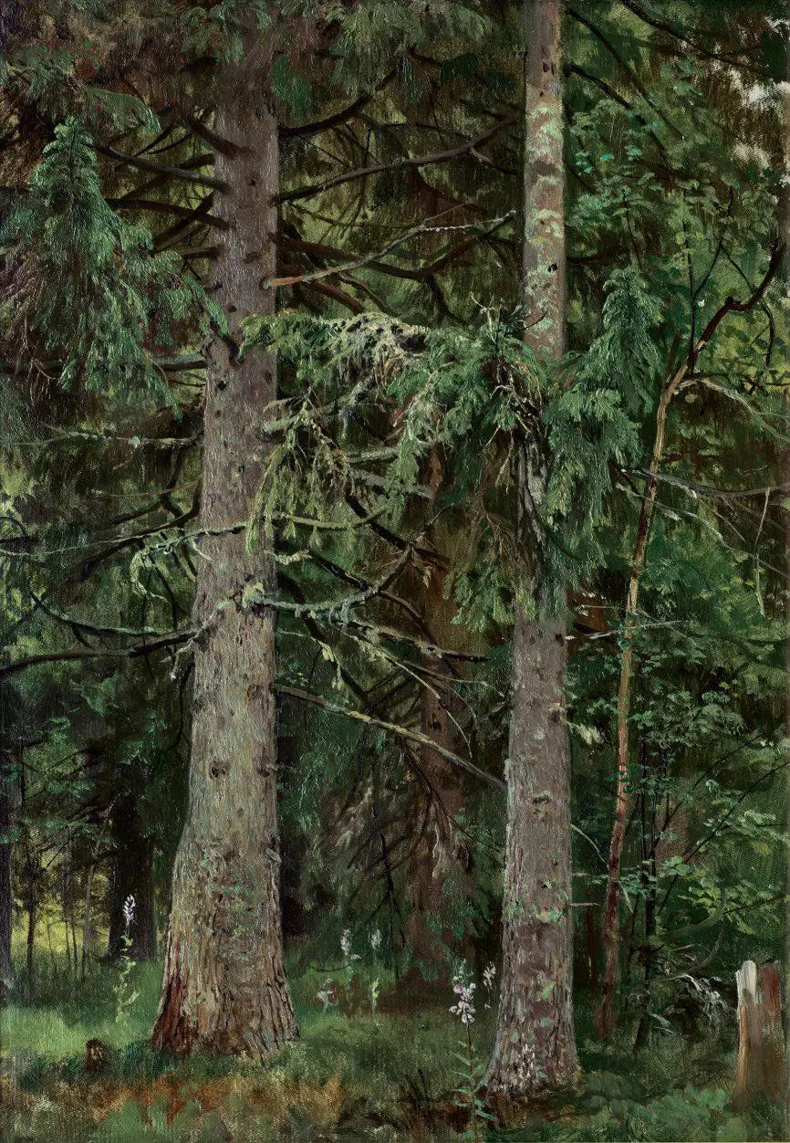 Gran- och tallskog - Ivan Chichkine