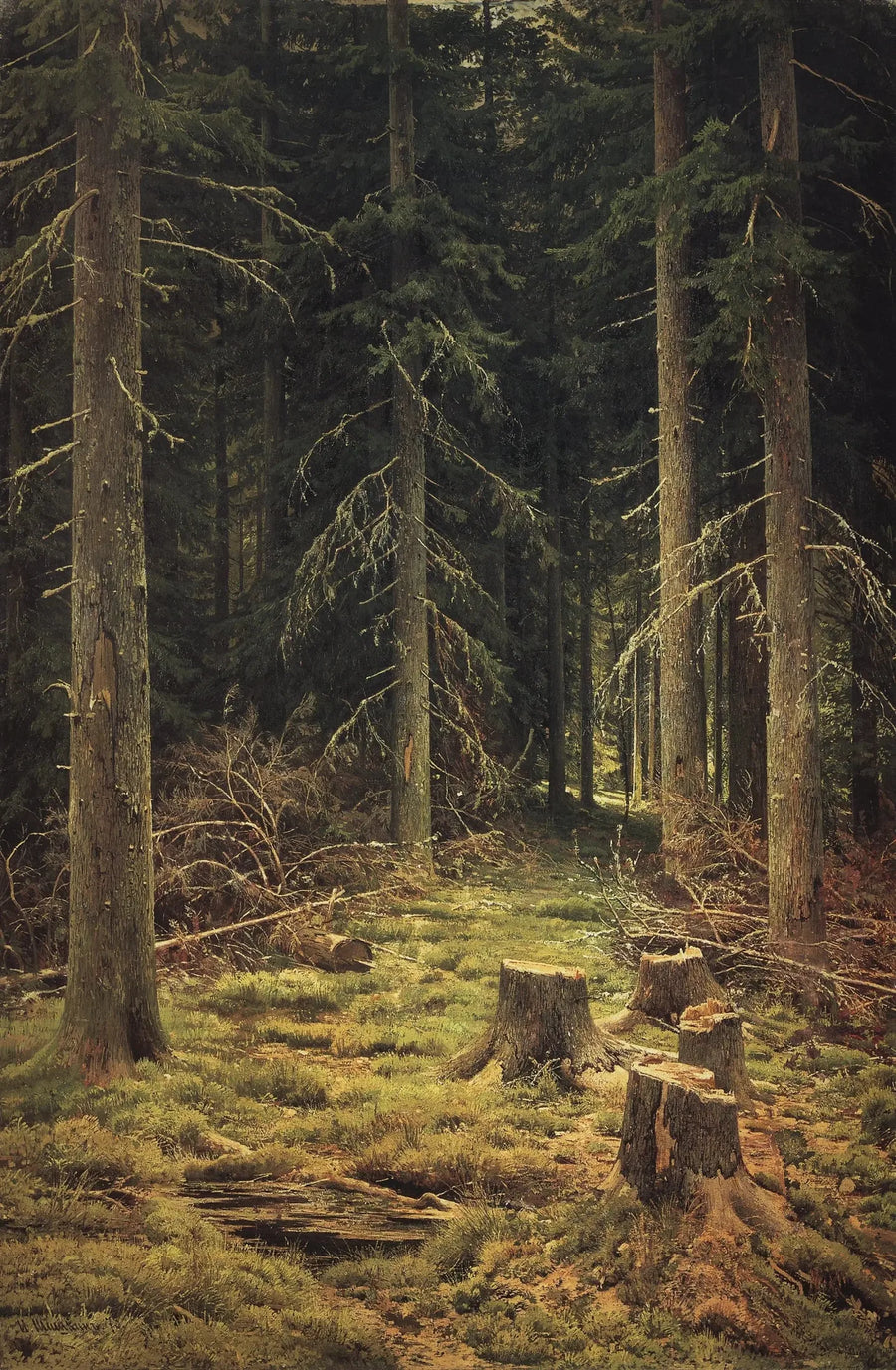 Barrskog - Ivan Chichkine