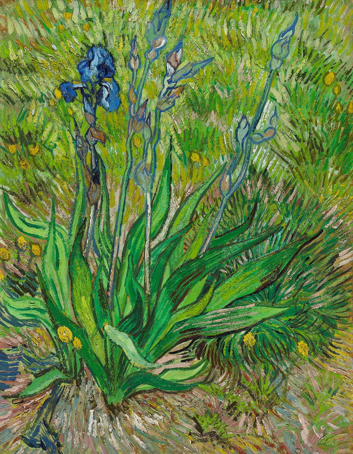 The Iris, F601 - Vincent van Gogh