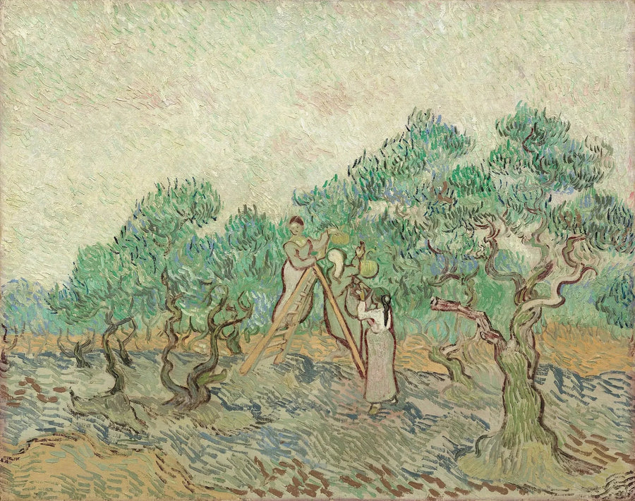 Olivplockningen - Vincent van Gogh