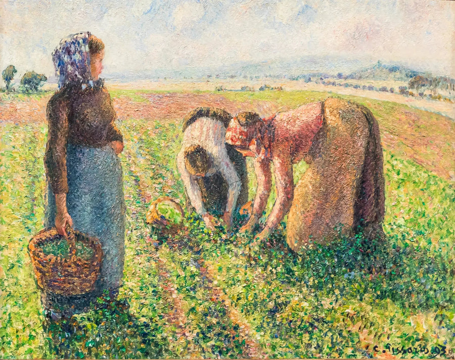 Ärtskörden, Éragny - Camille Pissarro