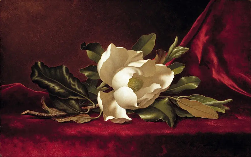 Magnoliablomman - Martin Johnson Heade