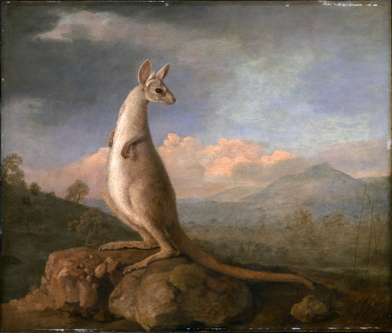 Kongouro av New Holland - George Stubbs