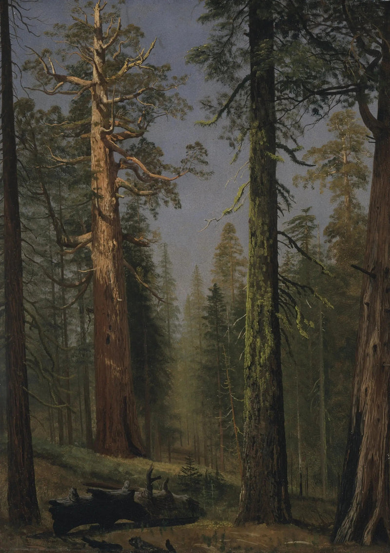 Den gigantiska sequoian, Mariposa Grove, Kalifornien - Albert Bierstadt