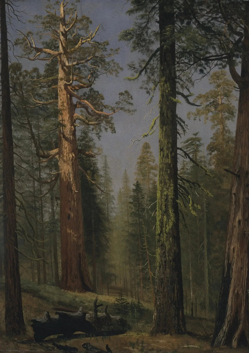 Den gigantiska sequoian, Mariposa Grove, Kalifornien - Albert Bierstadt