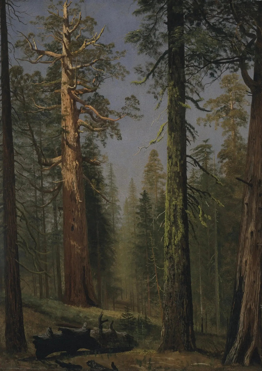Den gigantiska sequoian, Mariposa Grove, Kalifornien - Albert Bierstadt