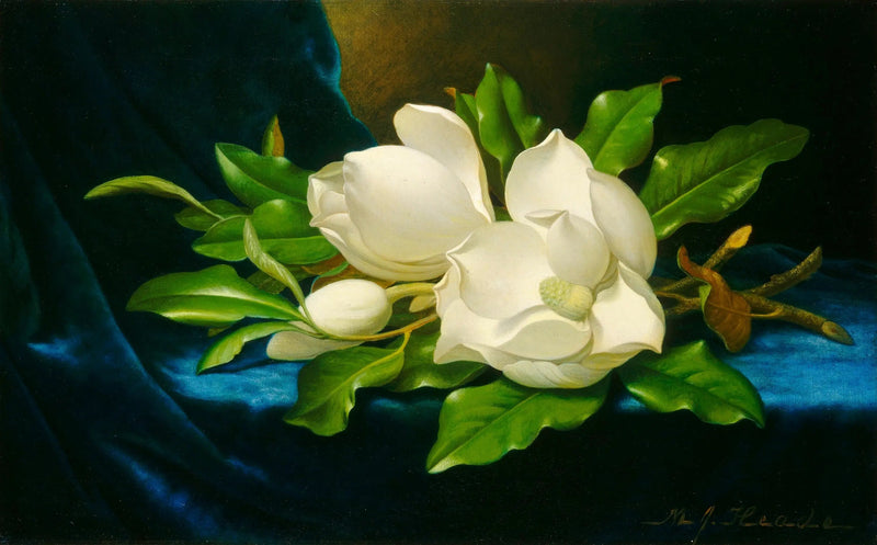 Giant magnolior på blå sammet - Martin Johnson Heade