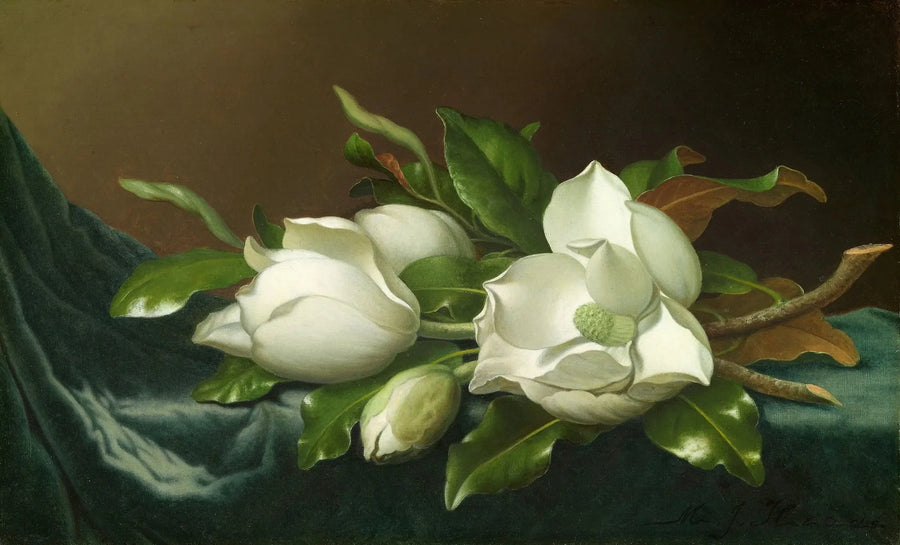 Magnolior på ljusblå sammetstyg - Martin Johnson Heade