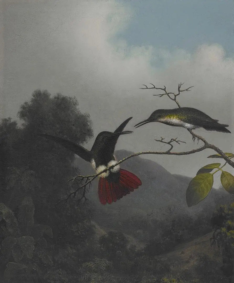 Svarthalsad mango - Martin Johnson Heade