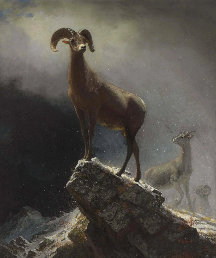 Rödräv av Klippiga bergen - Albert Bierstadt