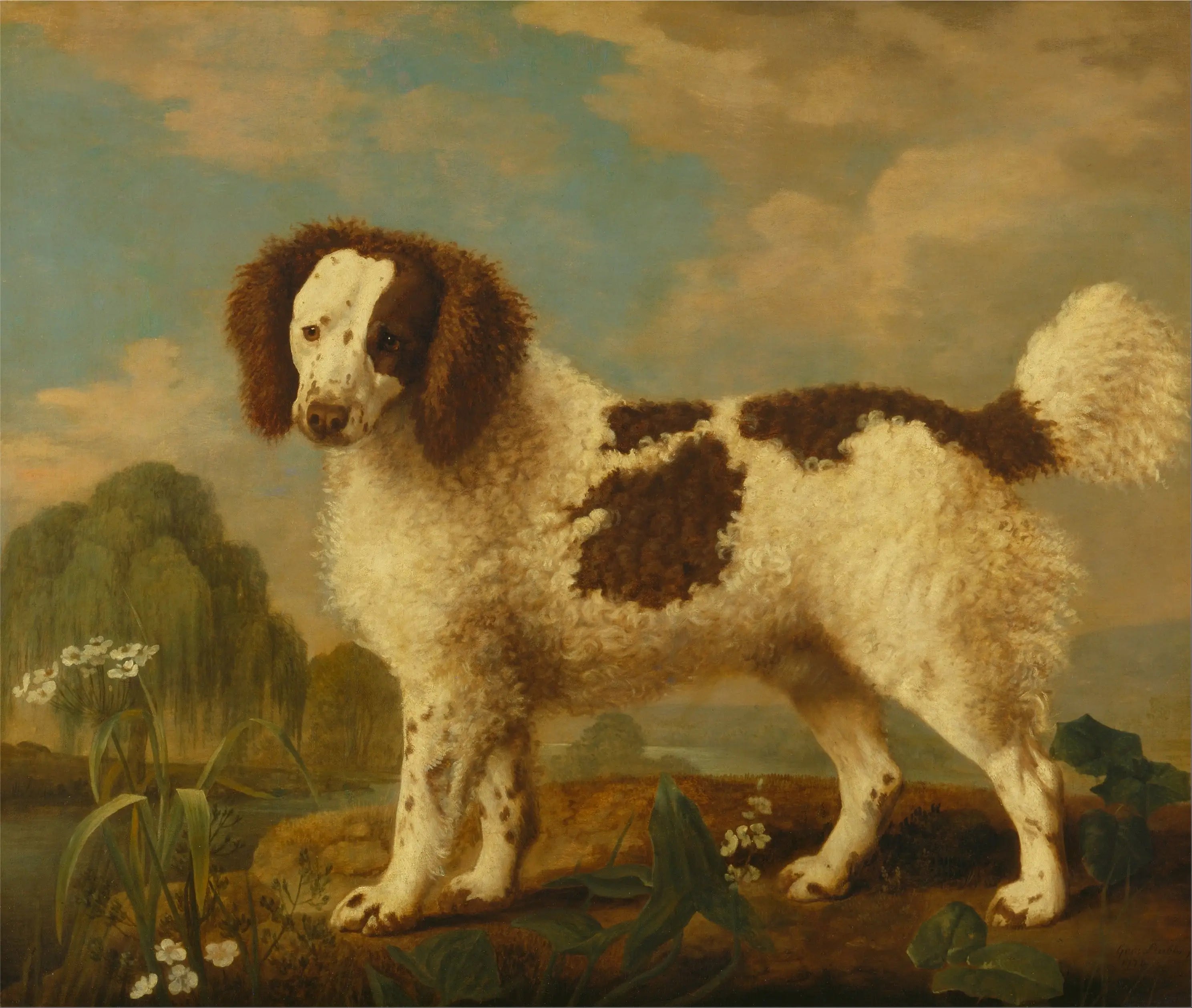 Norfolk ou Water Spaniel brun et blanc - George Stubbs - Alpha Reproduction