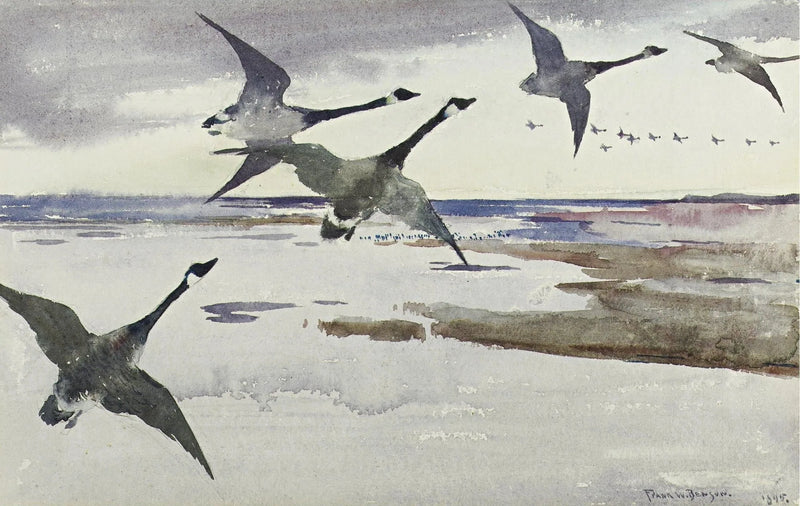 Kanadagäss - Frank Weston Benson