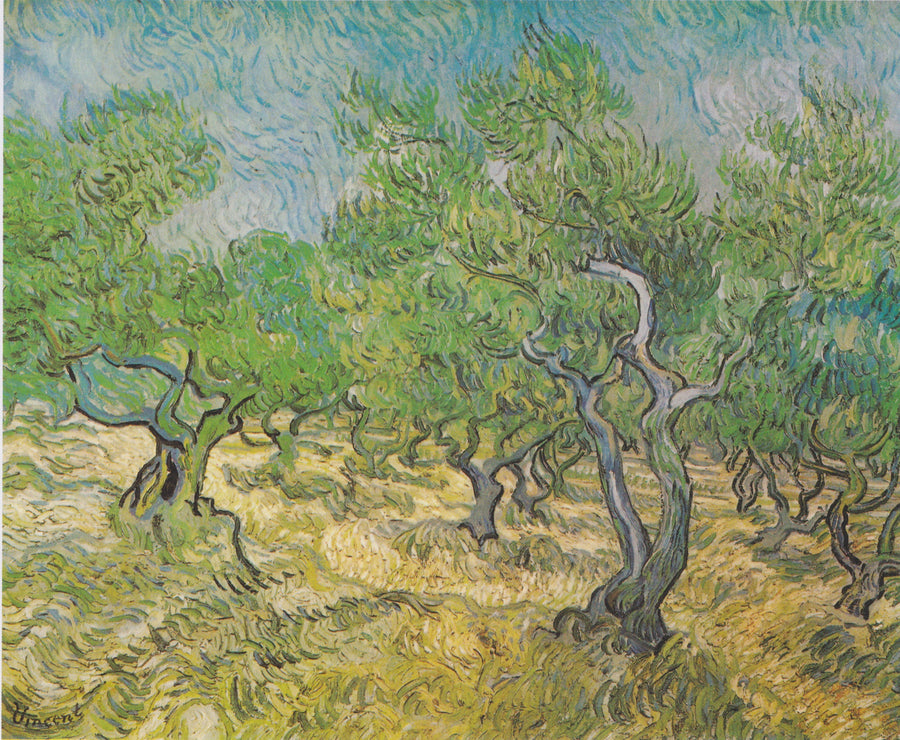 Olivfält - Vincent van Gogh