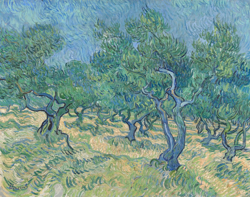 Olivlund - Vincent van Gogh