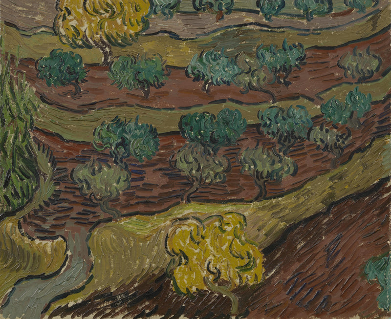 Olivträd på en kulle - Vincent van Gogh
