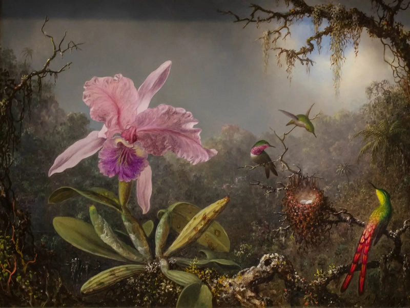Orkidé Cattleya och tre kolibris - Martin Johnson Heade