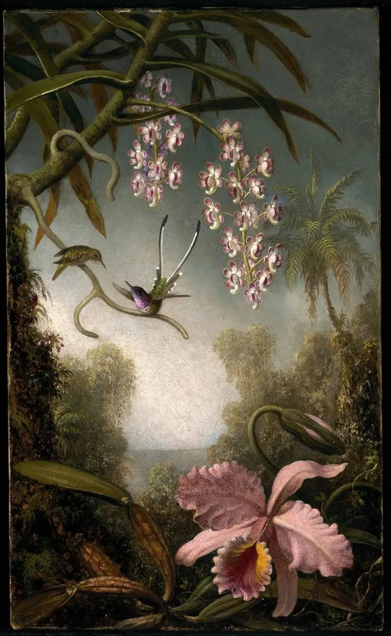 Orkidéer och spray-orkidéer med kolibri - Martin Johnson Heade