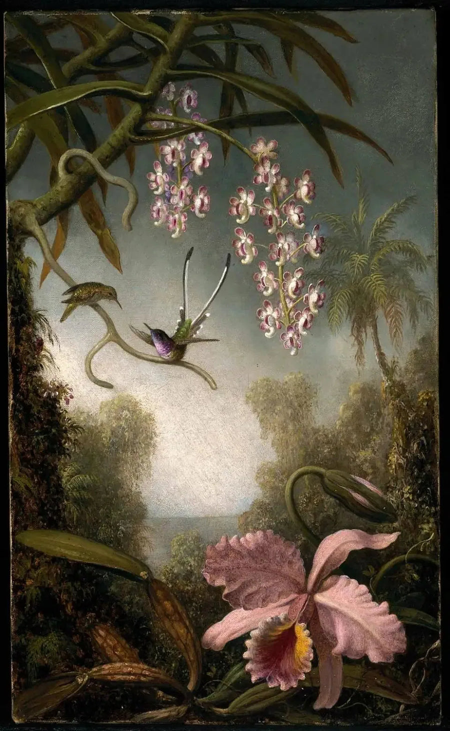 Orkidéer och spray-orkidéer med kolibri - Martin Johnson Heade