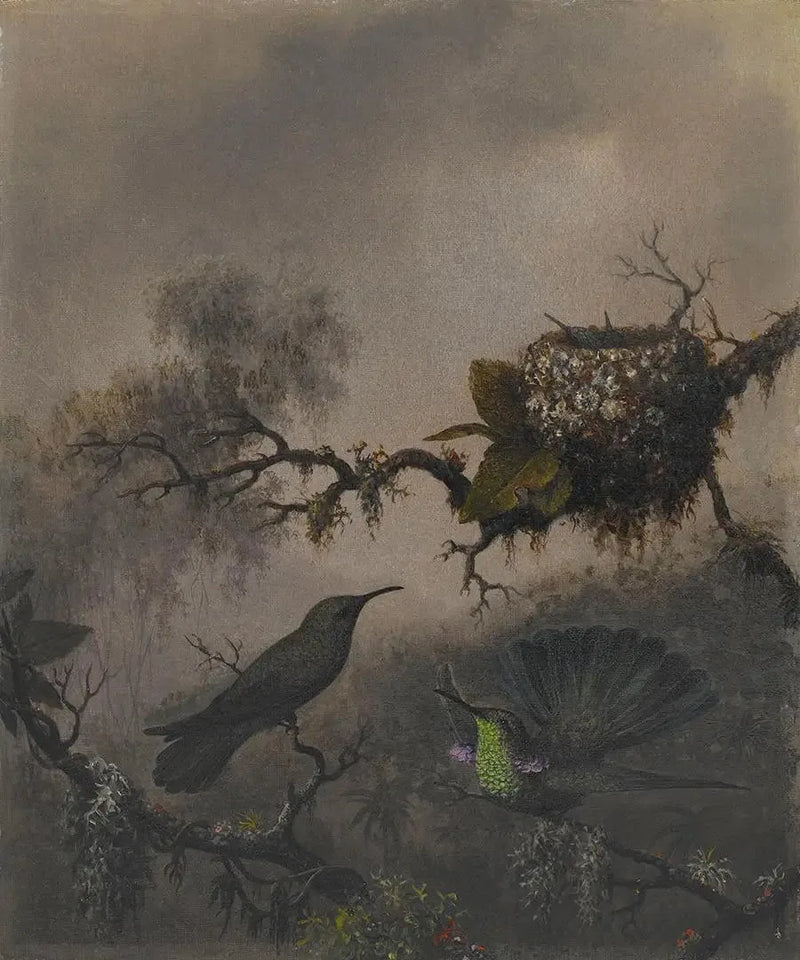 Lila öra med vit buk - Martin Johnson Heade