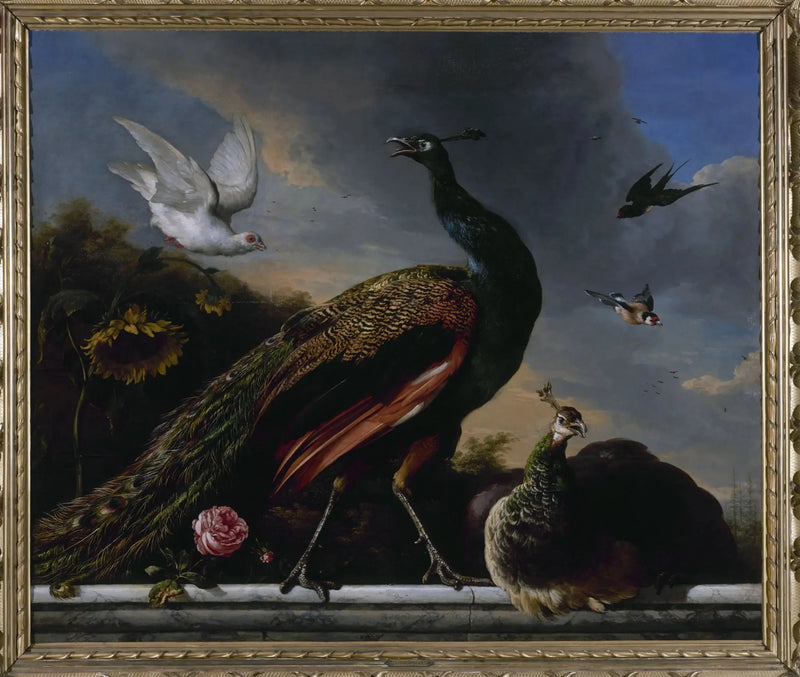 Påfåglar, hane och hona - Melchior de Hondecoeter