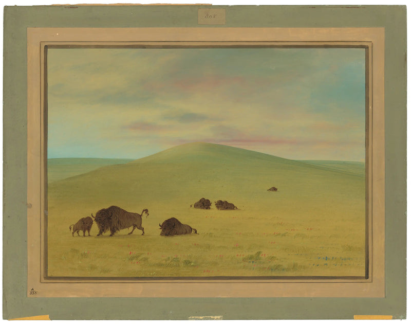 Amerikanskt betesmark - Prairies de la Platte - George Catlin