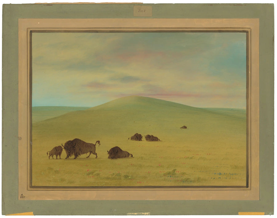 Amerikanskt betesmark - Prairies de la Platte - George Catlin