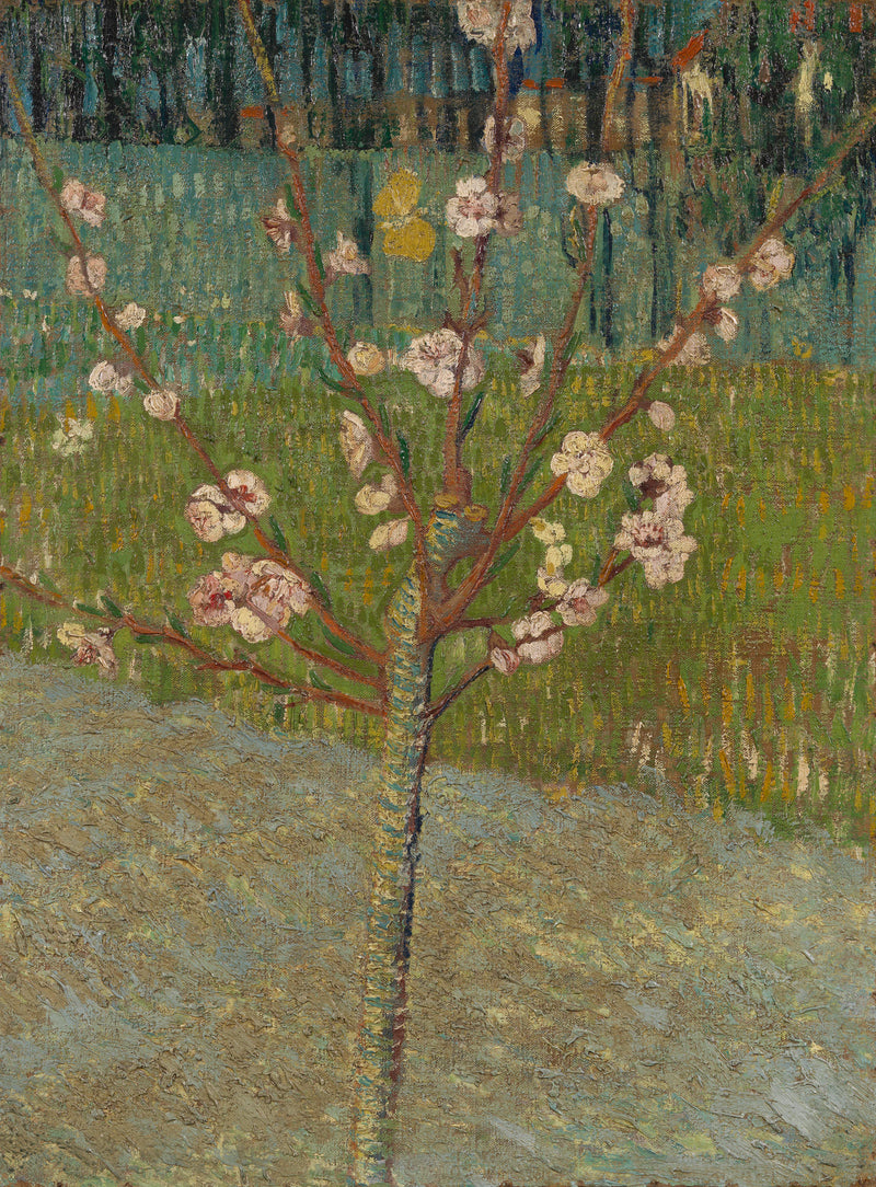 Pêcher en fleurs - Vincent van Gogh