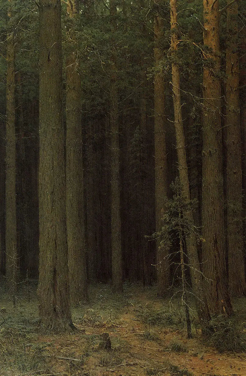 Skogreservat. Tallskog - Ivan Chichkine