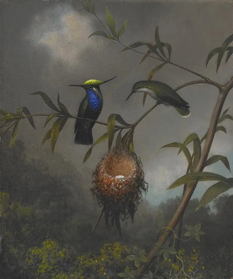 Svartbröstad törnskata - Martin Johnson Heade