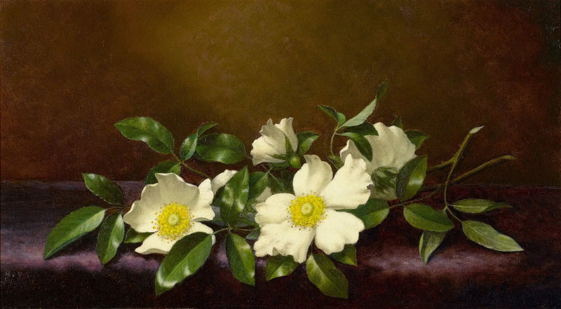 Rosen Cherokee på ett lila tyg - Martin Johnson Heade