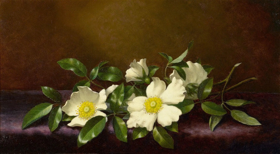 Rosen Cherokee på ett lila tyg - Martin Johnson Heade
