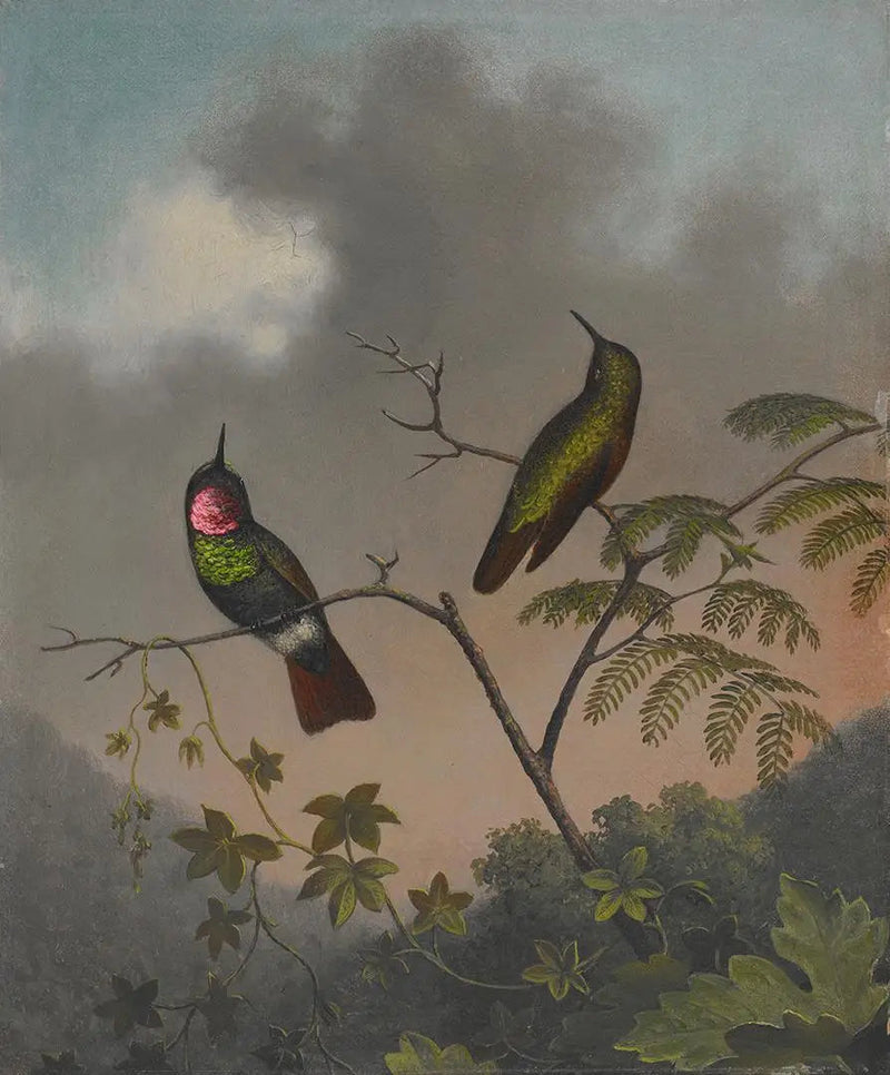 Brasiliansk rubin - Martin Johnson Heade