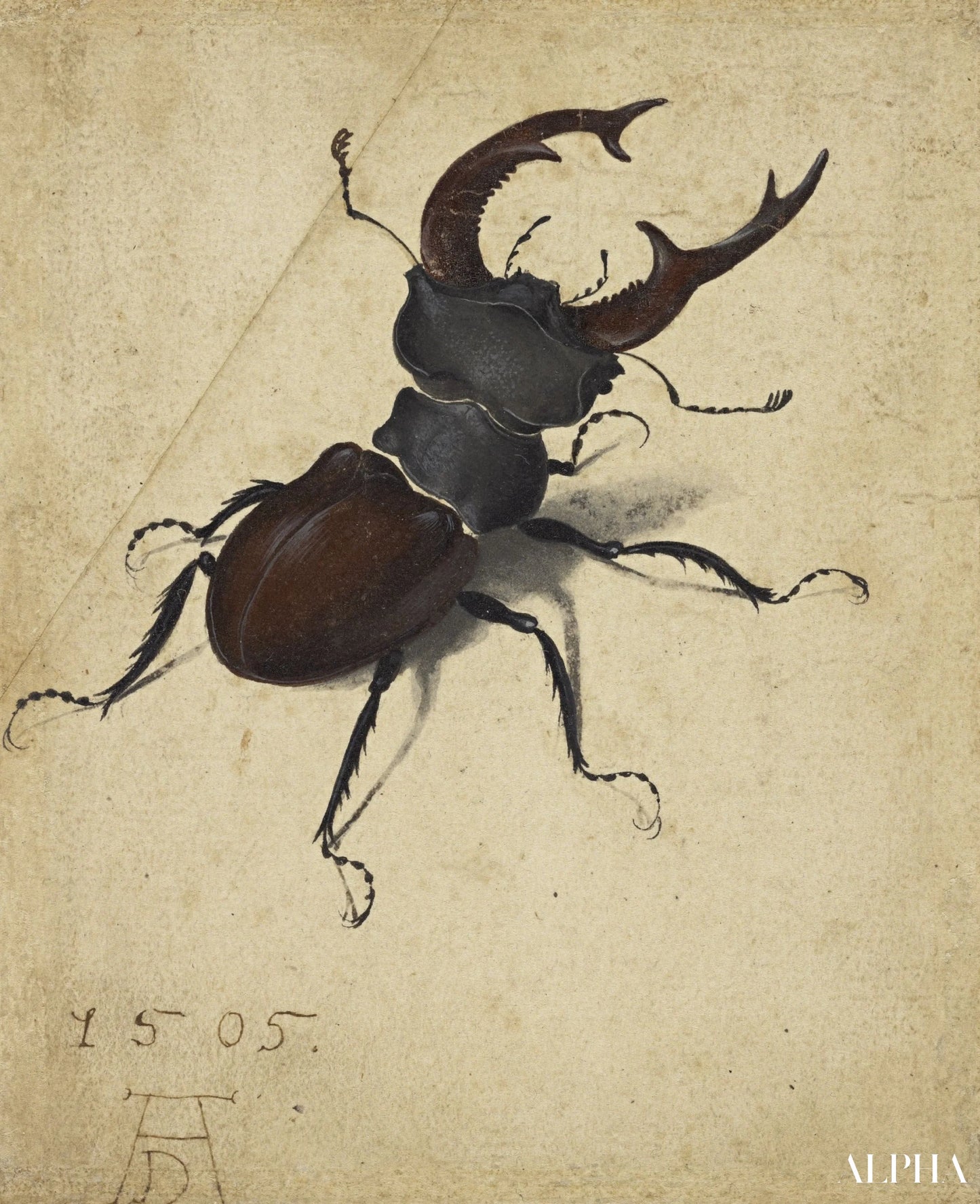 Woodland Scarab - Albrecht Dürer - High-end reproductions of paintings and artworks