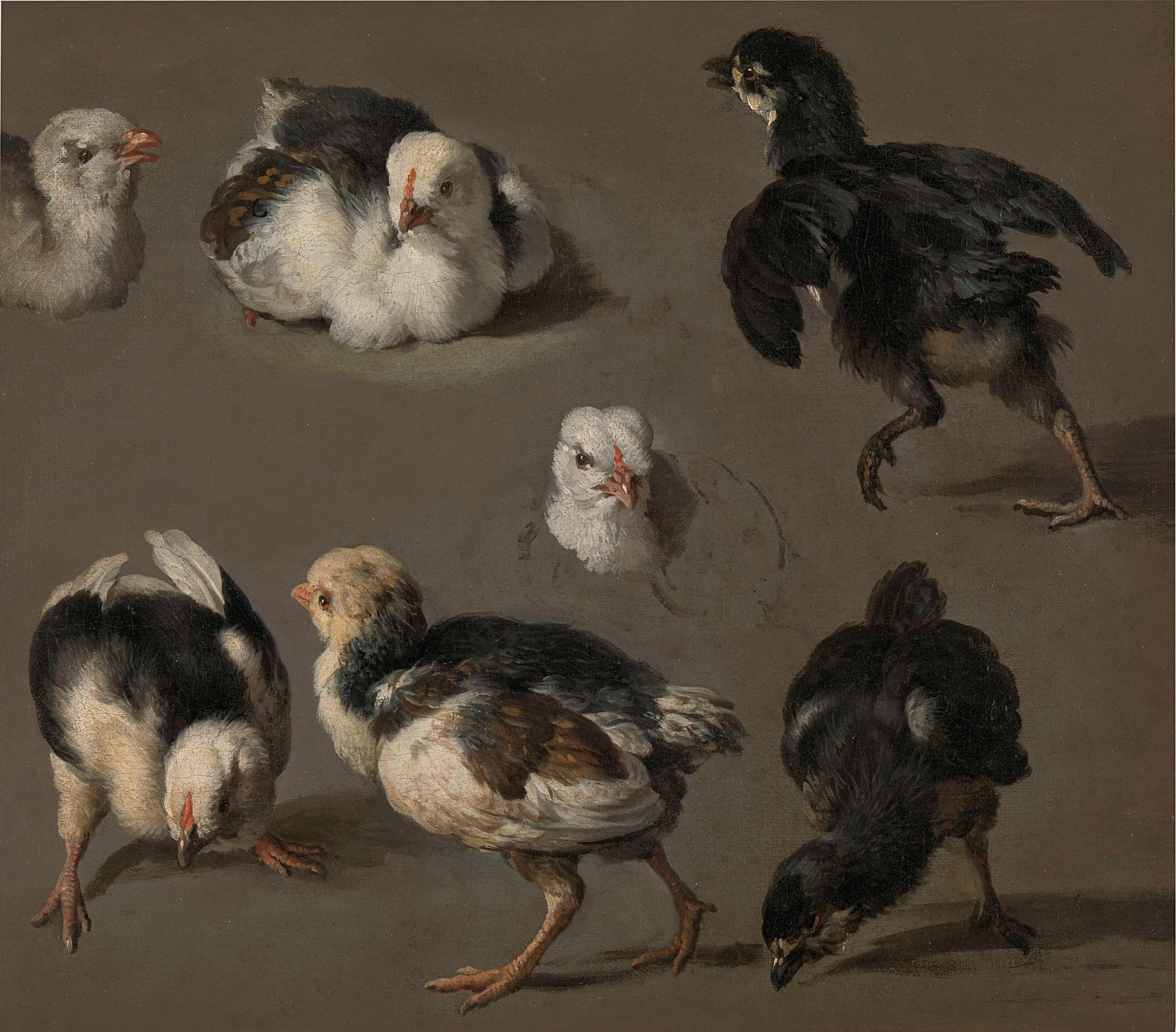 Sept poussins - Melchior de Hondecoeter
