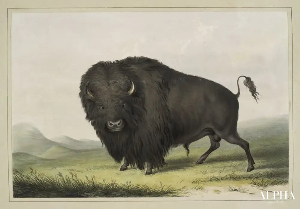 Buffalo Bull Grazing - George Catlin - Reproductions de tableaux et peintures haut de gamme