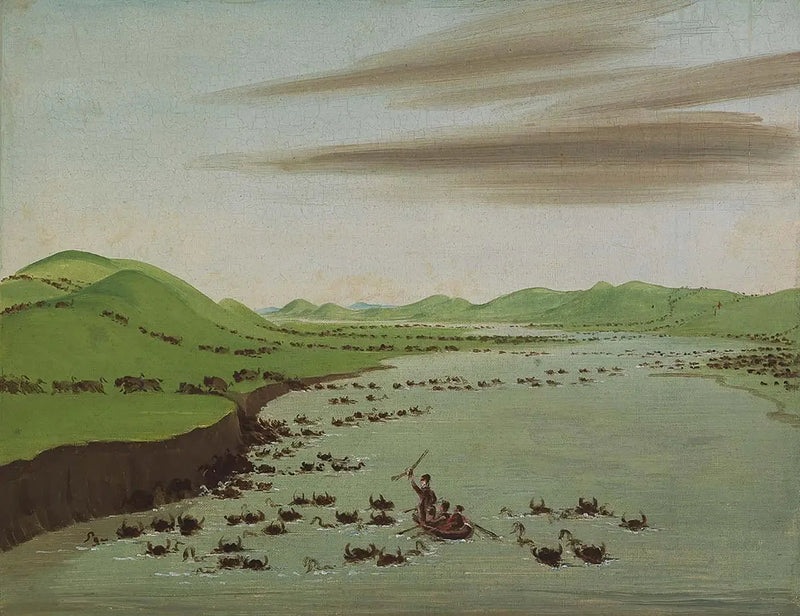 Bisonhjordar som korsar Upper Missouri - George Catlin