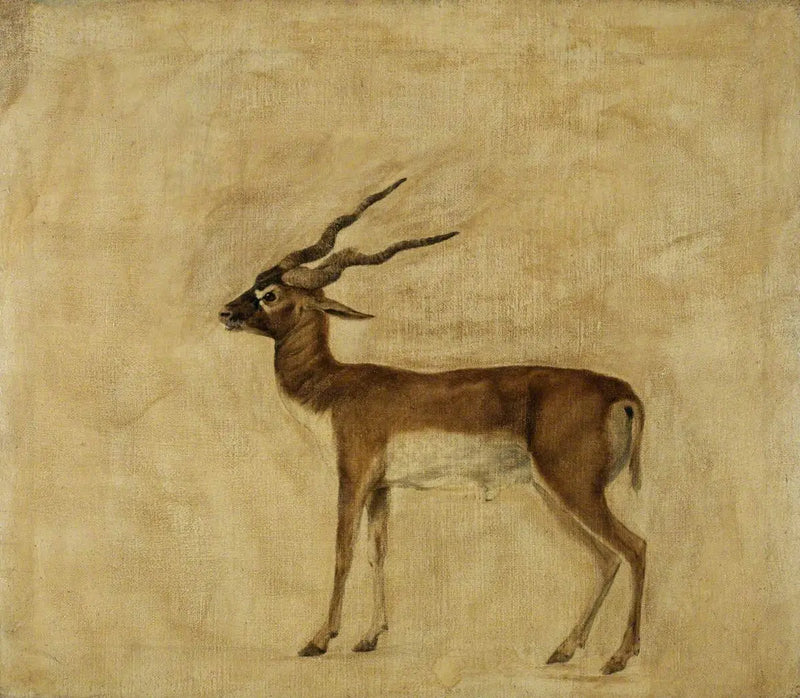 En antilop cervicapra - George Stubbs