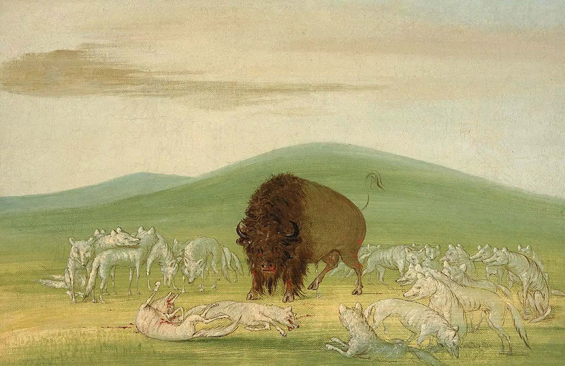 En skadad bison omgivet av vita vargar - George Catlin