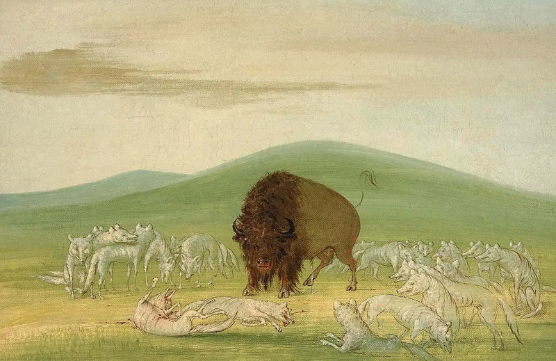 En skadad bison omgivet av vita vargar - George Catlin