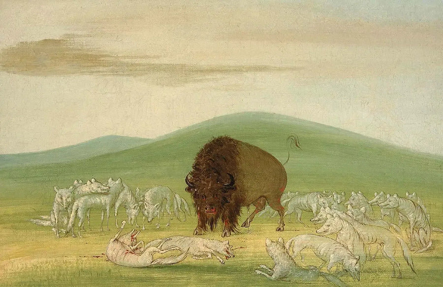En skadad bison omgivet av vita vargar - George Catlin