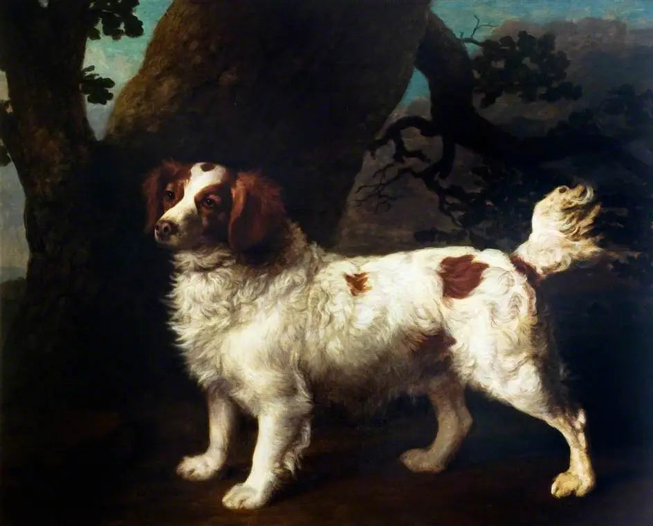 Un Clumber Spaniel - George Stubbs - Alpha Reproduction