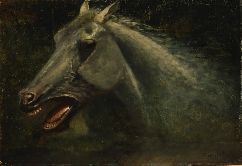 En vild hingst - Albert Bierstadt