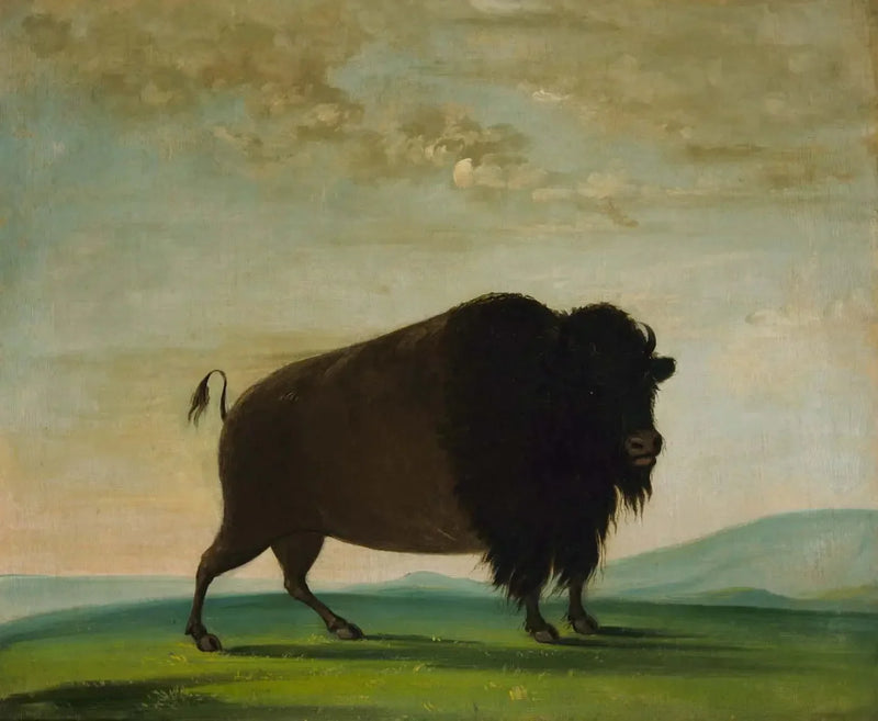 Kossa bison betande på ängen - George Catlin