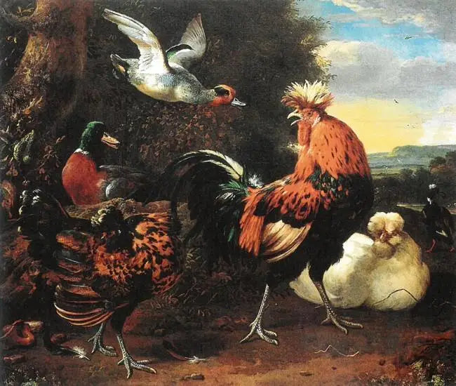 Fjäderfä - Melchior de Hondecoeter